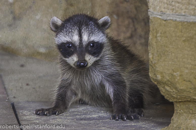 baby raccoon